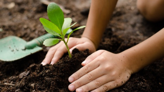 Vegetables gardening for kids